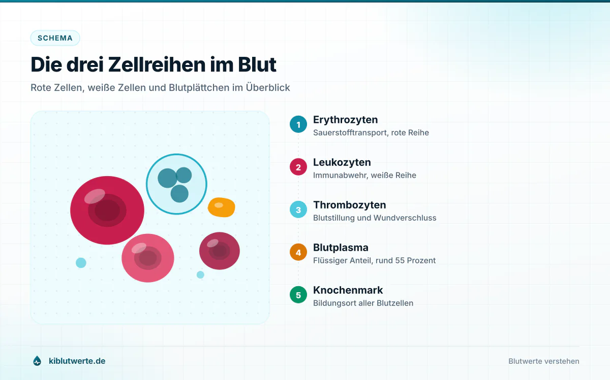 Die drei Zellreihen im Blut Beschriftetes Schema der Blutzellen im Blutbild mit Erythrozyten, Leukozyten, Thrombozyten, Blutplasma und Knochenmark