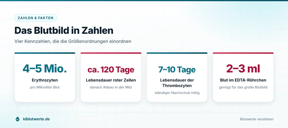 Das Blutbild in Zahlen Infografik mit vier Kennzahlen zum Blutbild: Erythrozytenzahl, Lebensdauer der Blutzellen und benötigte Blutmenge