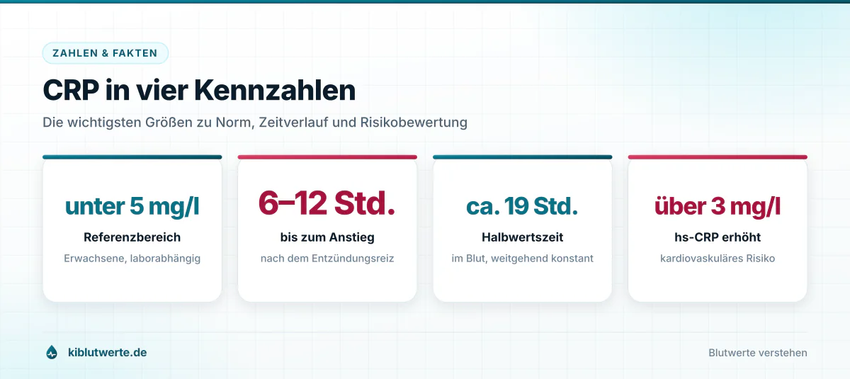 Kennzahlengrafik zum CRP Wert mit vier großen Zahlen zu Referenzbereich, Anstiegszeit, Halbwertszeit und hs-CRP Risikogrenze