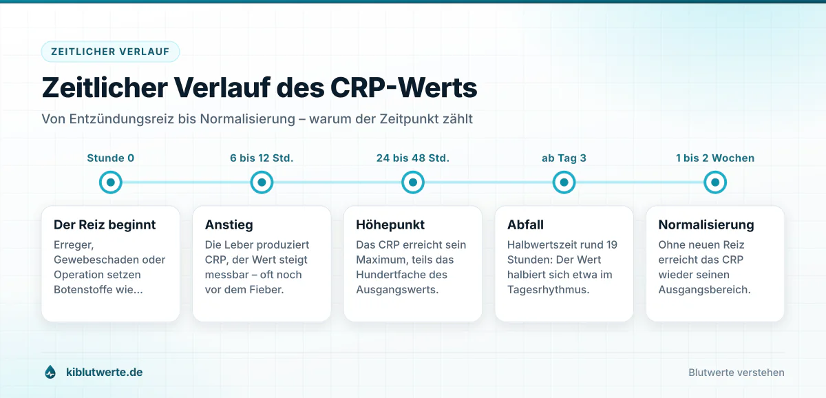 Zeitstrahl zum CRP Wert mit fünf Phasen von Entzündungsreiz über Anstieg und Höhepunkt bis zum Abfall und zur Normalisierung