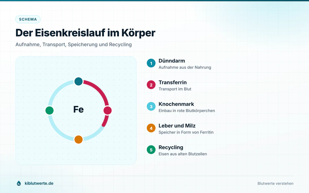 Der Eisenkreislauf im Körper Schema des Eisenkreislaufs mit Dünndarm, Transferrin im Blut, Knochenmark sowie Leber und Milz als Ferritinspeicher