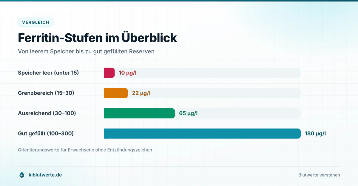 Ferritin-Stufen im Überblick Balkendiagramm mit vier Ferritin-Stufen von leerem Speicher unter 15 bis gut gefüllt über 100 Mikrogramm pro Liter