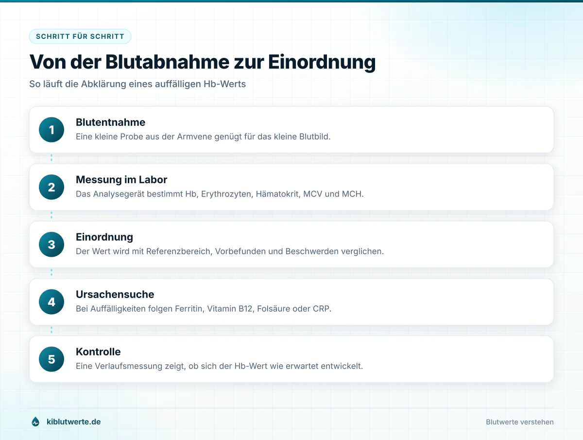 Von der Blutabnahme zur Einordnung Ablaufgrafik in fünf Schritten von der Blutentnahme über das kleine Blutbild bis zur Kontrolle des Hämoglobin Werts
