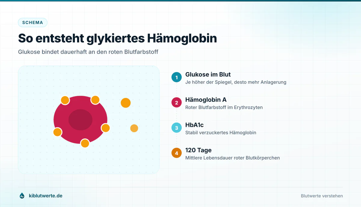 Schema zur Entstehung des HbA1c: Glukose lagert sich im roten Blutkörperchen an Hämoglobin an und bleibt gebunden
