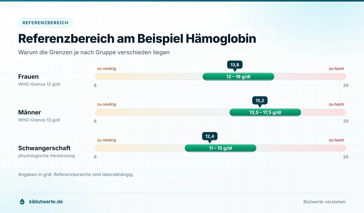 Referenzbereich am Beispiel Hämoglobin Skala zum Laborbefund lesen mit Referenzbereichen für Hämoglobin bei Frauen, Männern und in der Schwangerschaft