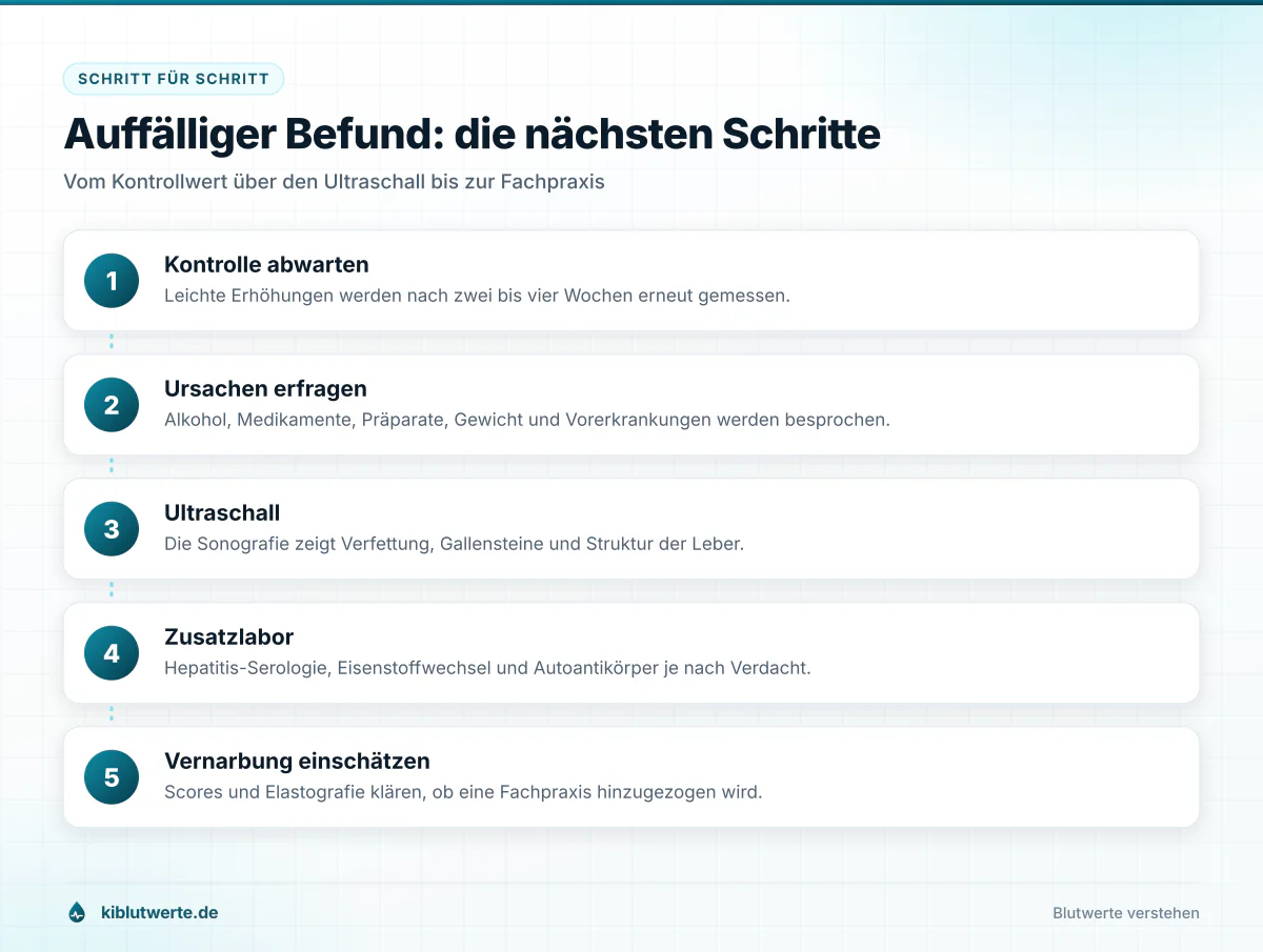 Ablaufgrafik zur Abklärung erhöhter Leberwerte mit Kontrolle, Anamnese, Ultraschall, Zusatzlabor und Fachpraxis