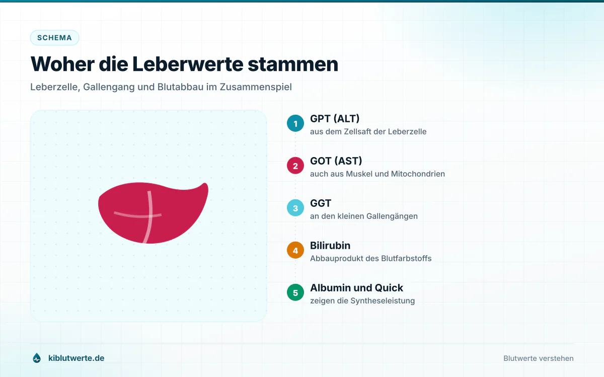 Schema der Leber mit Beschriftung von GPT aus der Leberzelle, GOT aus den Mitochondrien, GGT am Gallengang und Bilirubin