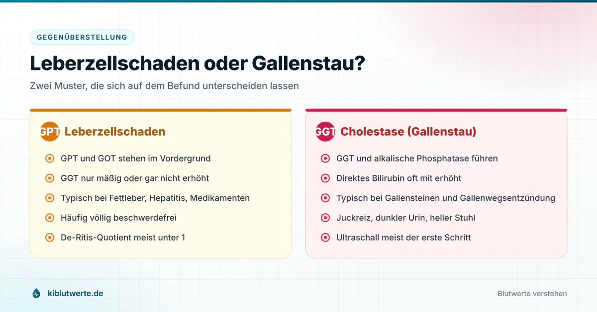 Gegenüberstellung von Leberzellschaden mit erhöhten Transaminasen und Cholestase mit erhöhter GGT und alkalischer Phosphatase