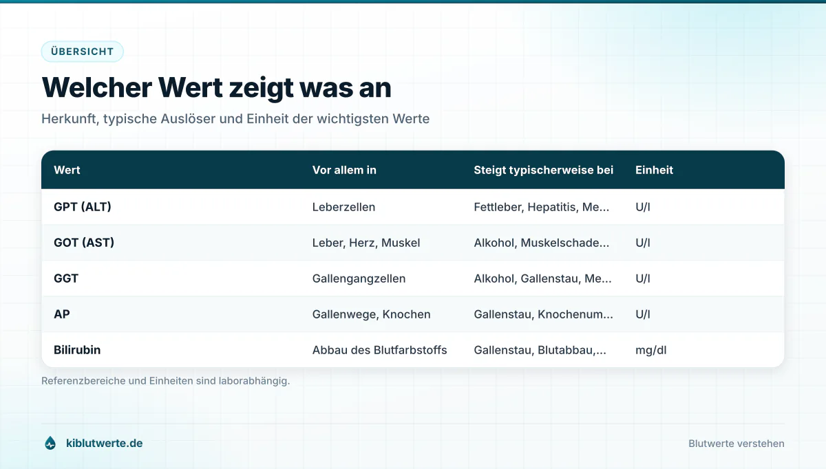 Tabellengrafik mit GPT, GOT, GGT, alkalischer Phosphatase und Bilirubin sowie Herkunft, typischen Auslösern und Einheit