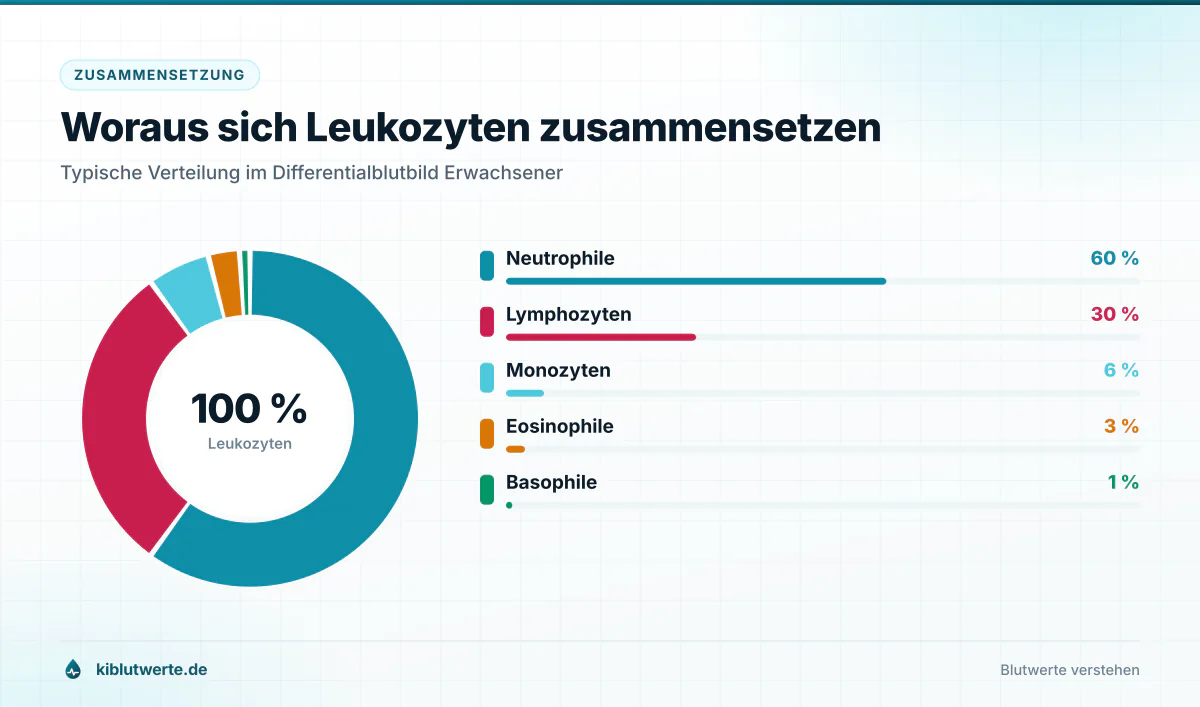 Ringdiagramm zur Zusammensetzung der Leukozyten mit Neutrophilen, Lymphozyten, Monozyten, Eosinophilen und Basophilen