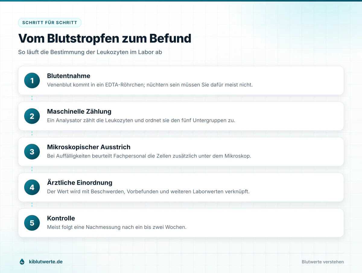 Ablaufgrafik in fünf Schritten von der Blutentnahme über die Zählung bis zur ärztlichen Einordnung der Leukozyten