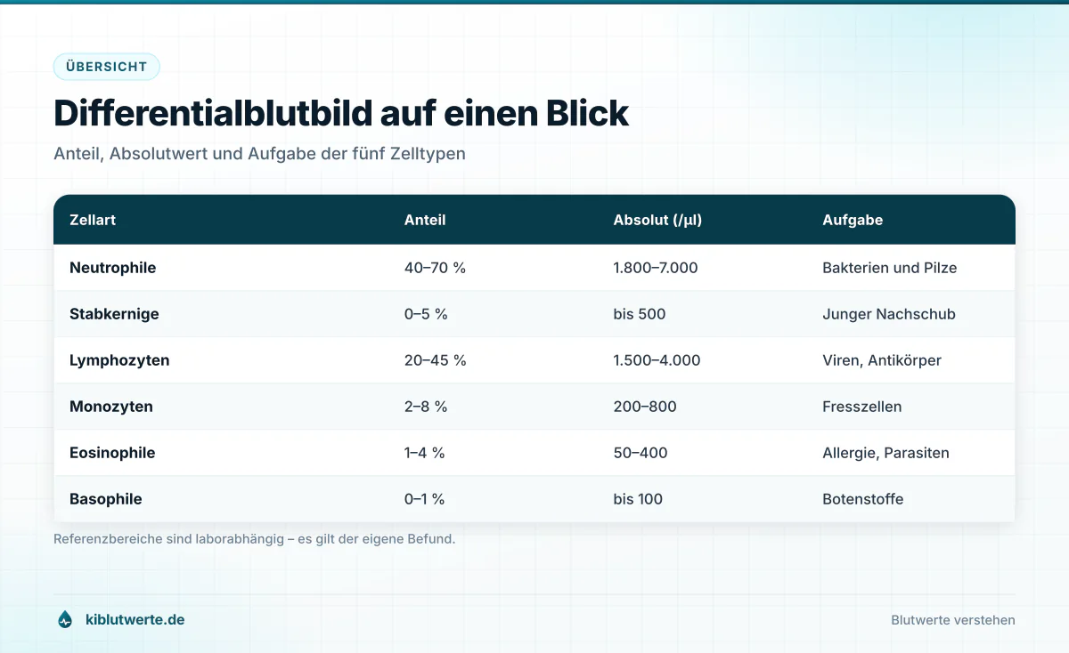 Tabellengrafik mit den Normwerten des Differentialblutbilds in Prozent und absolut pro Mikroliter Blut