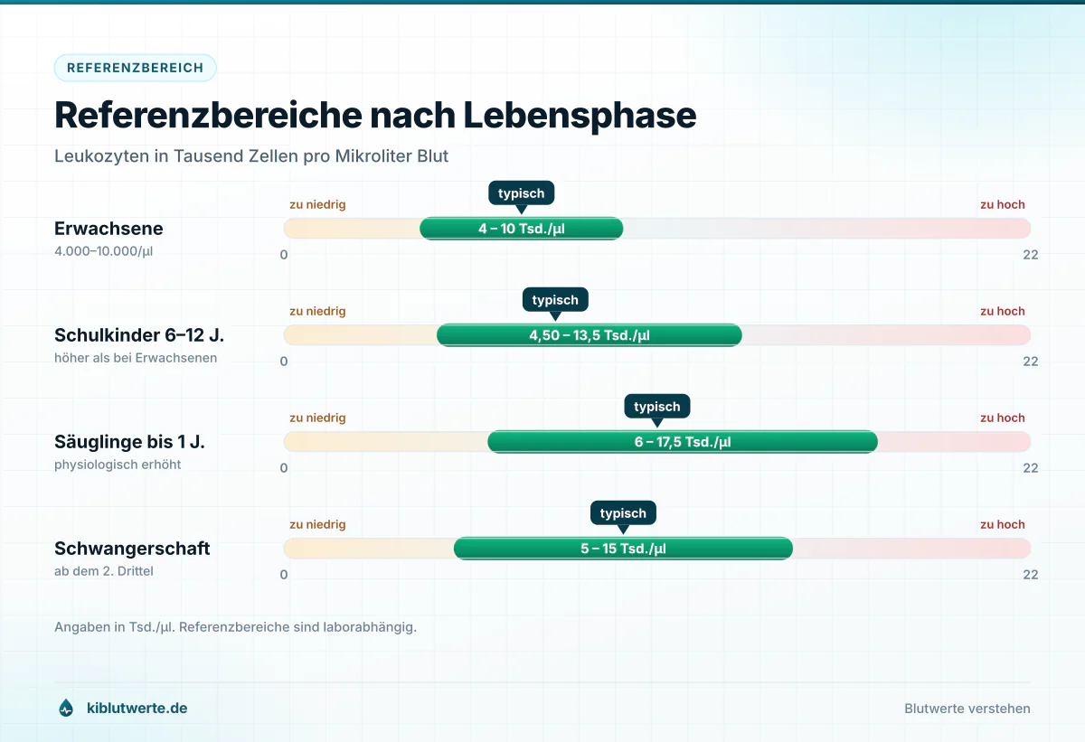 Skalengrafik der Leukozyten-Referenzwerte für Erwachsene, Schulkinder, Säuglinge und Schwangere in Tsd. pro Mikroliter