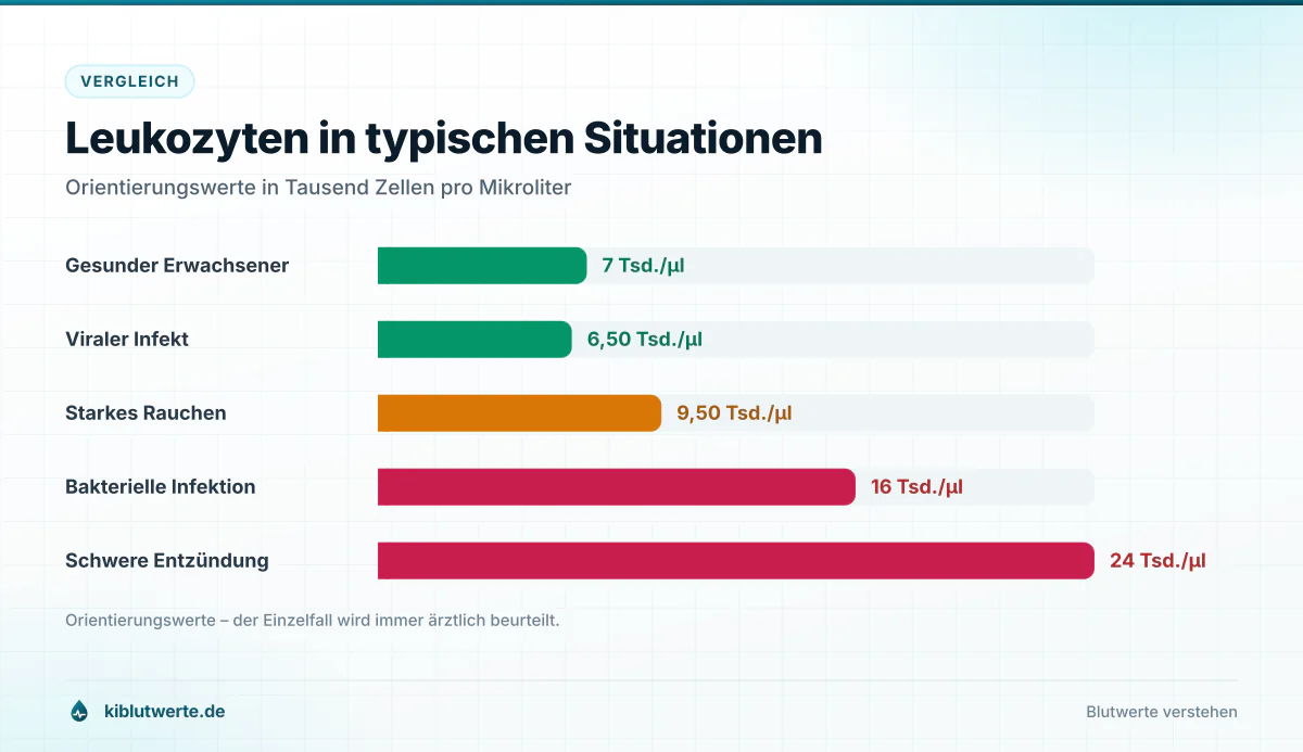 Balkendiagramm mit Leukozytenwerten bei Gesunden, viralem Infekt, Rauchen und bakterieller Infektion