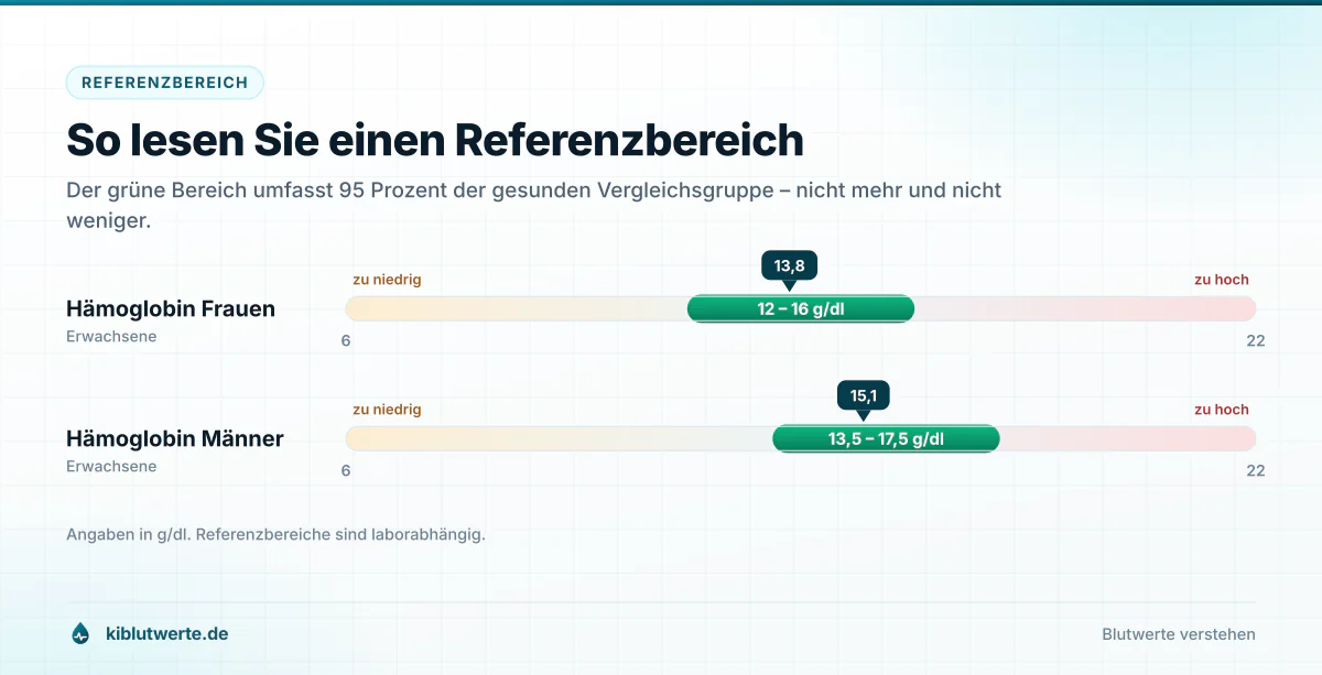 Skala mit grünem Referenzbereich für Hämoglobin bei Frauen und Männern sowie Markierungen für zu niedrige und zu hohe Werte