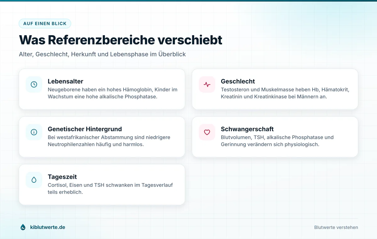 Übersichtskarte mit fünf Faktoren, die Referenzwerte Blut verschieben, darunter Alter, Geschlecht, Herkunft und Schwangerschaft
