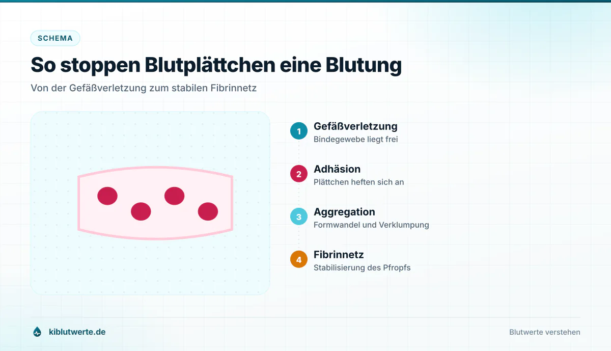 Schema der Blutgerinnung mit beschrifteten Stationen von der Gefäßverletzung über die Thrombozytenaggregation bis zum Fibrinnetz