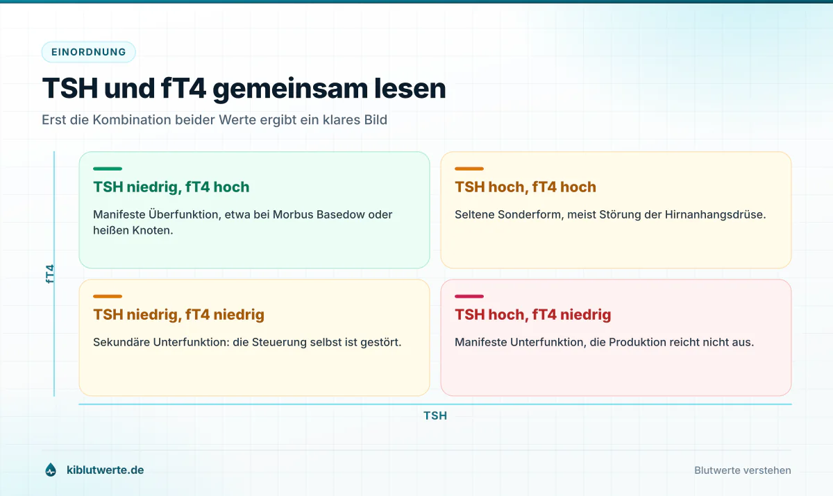 TSH und fT4 gemeinsam lesen Vier-Felder-Matrix aus TSH und freiem T4 mit den Konstellationen Überfunktion, Unterfunktion und seltenen Sonderfällen
