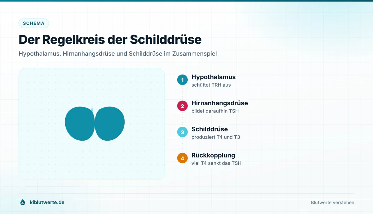 Der Regelkreis der Schilddrüse Schema des Regelkreises zwischen Hypothalamus, Hirnanhangsdrüse und Schilddrüse mit TRH, TSH und den Hormonen T4 und T3