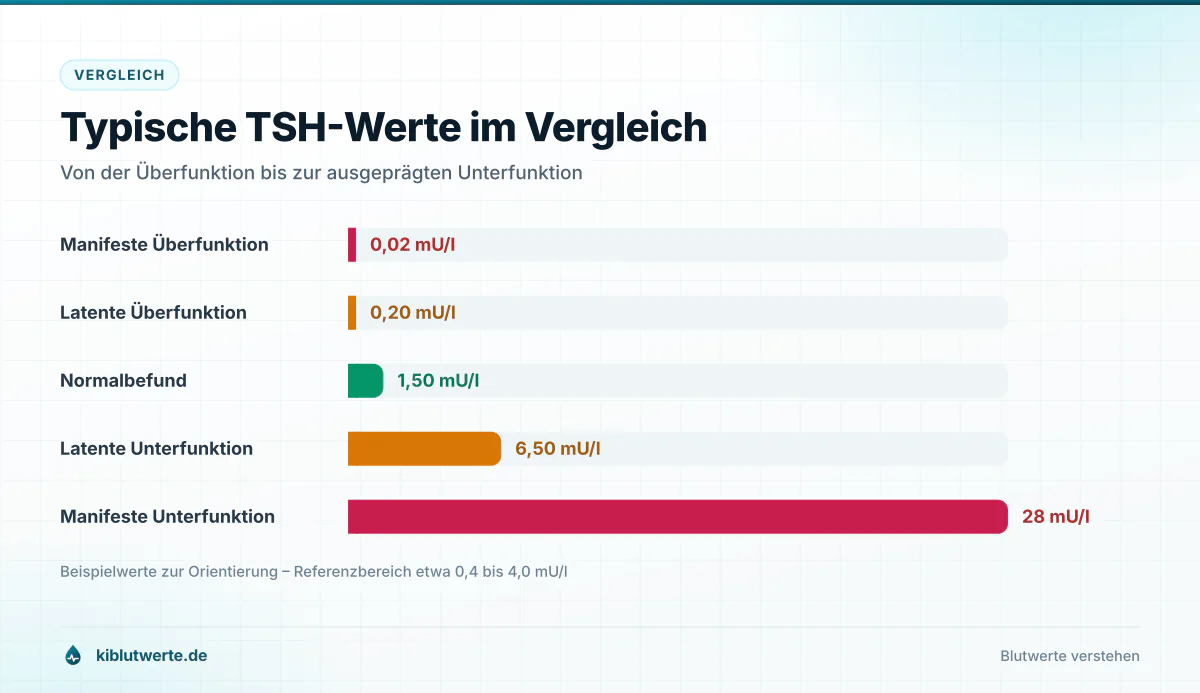 Typische TSH-Werte im Vergleich Balkendiagramm typischer TSH-Werte in Milliunits pro Liter von der Überfunktion über den Normalbefund bis zur Unterfunktion