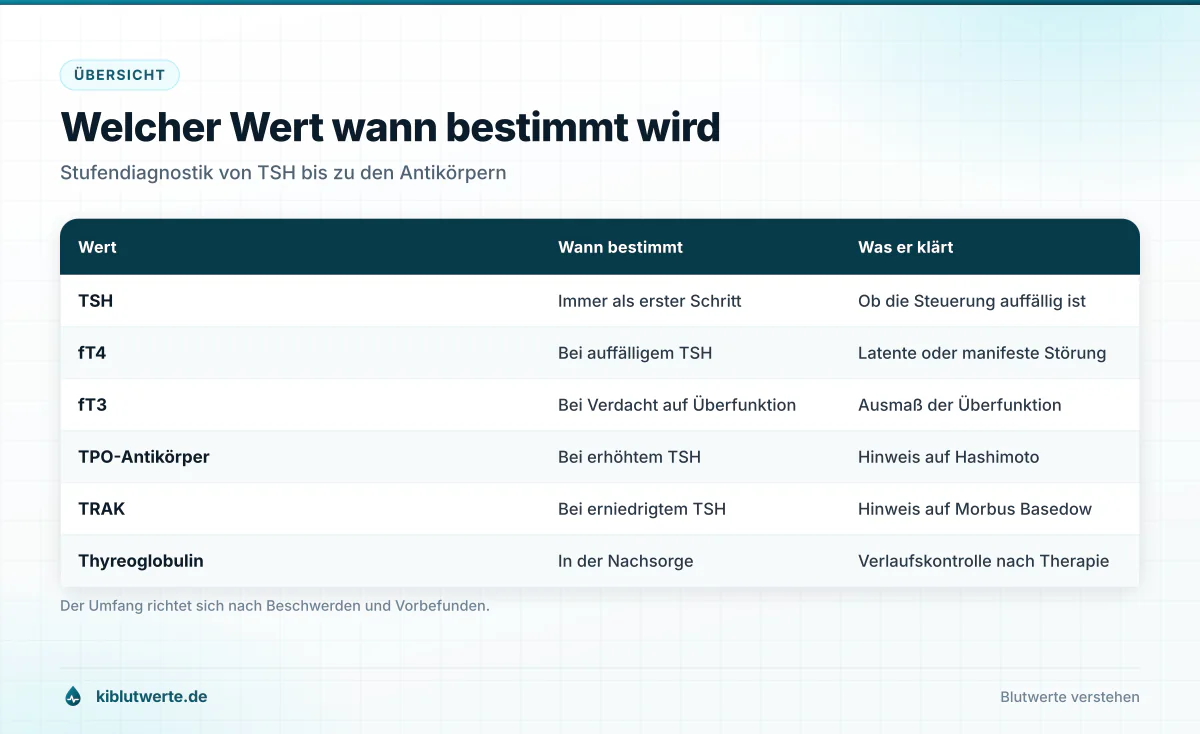 Welcher Wert wann bestimmt wird Tabelle der Schilddrüsenwerte TSH, fT4, fT3, TPO-Antikörper und TRAK mit Angabe, wann sie bestimmt werden und was sie klären